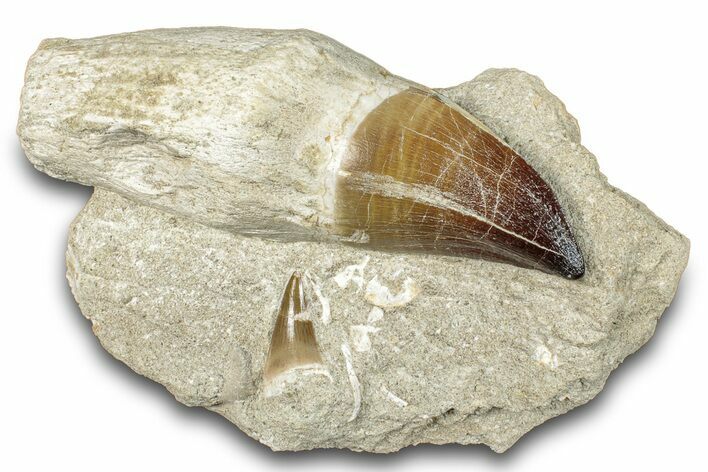 Huge Rooted Mosasaur (Prognathodon) Tooth With Smaller Teeth #265844